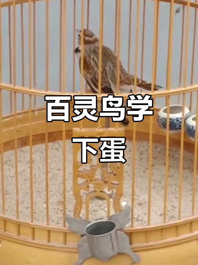 百灵鸟模仿母鸡下蛋,真是太有趣了!