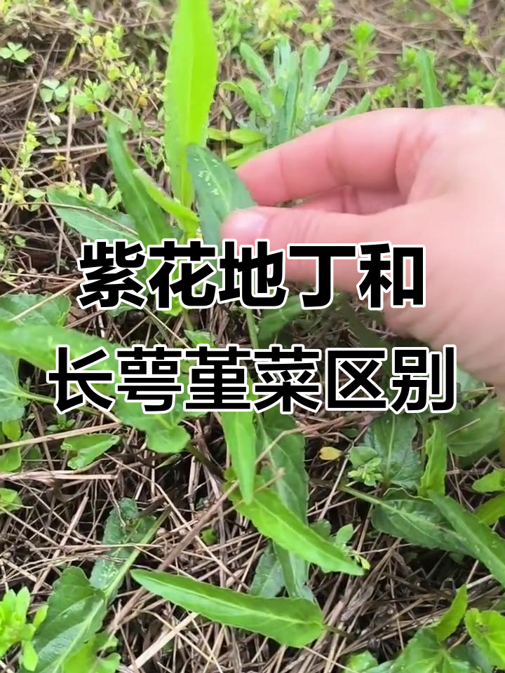 紫花地丁与长萼堇菜的差别,你了解吗?