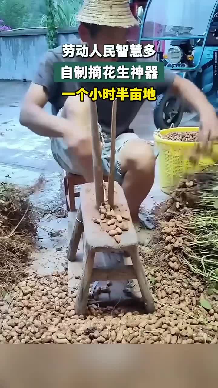 劳动人民智慧大爆发!自制神器一小时搞定半亩地花生采摘