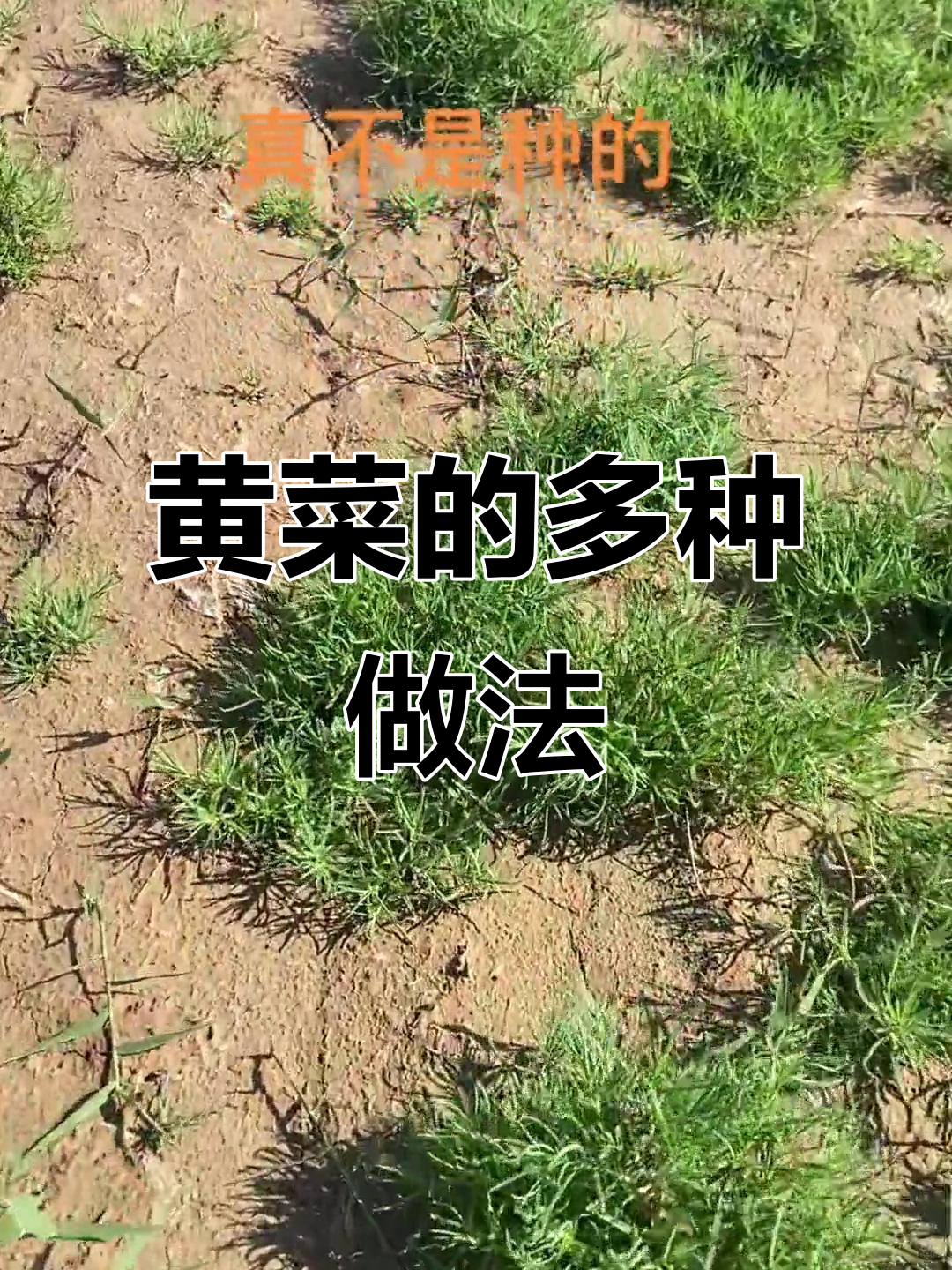 黄菜花样吃法,饺子、包子、饼应有尽有!