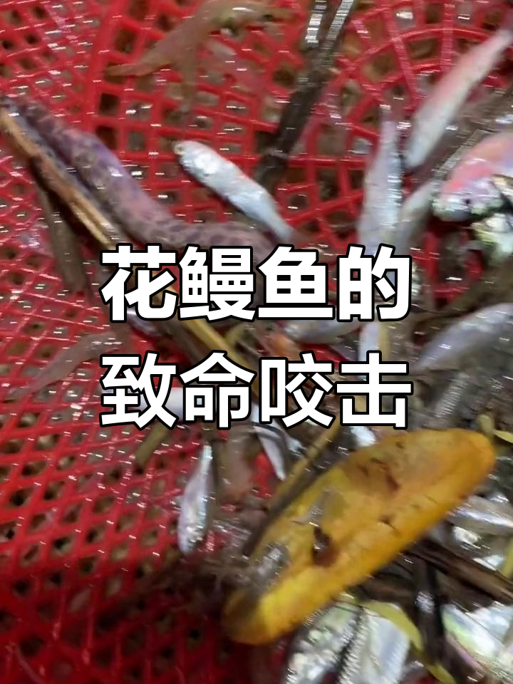 花鳗鱼咬人更凶猛,旋转攻击让人难以逃脱