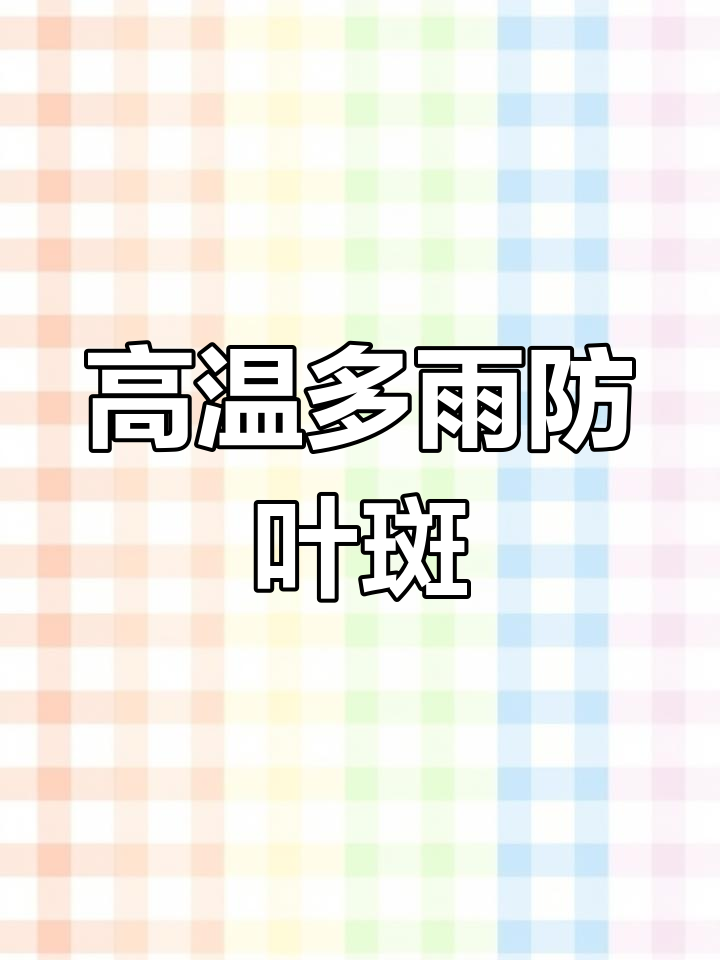 细菌性叶斑病防治全攻略,高温高湿环境下的辣椒管理