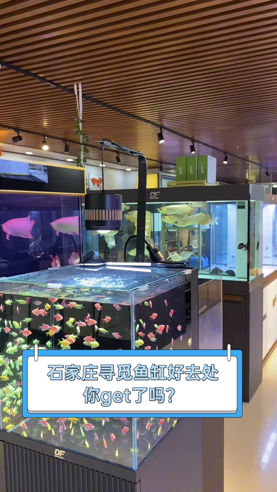 石家庄寻觅鱼缸好去处,你get了吗?