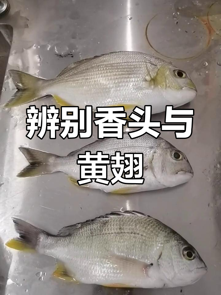 如何区分香头和黄翅鱼