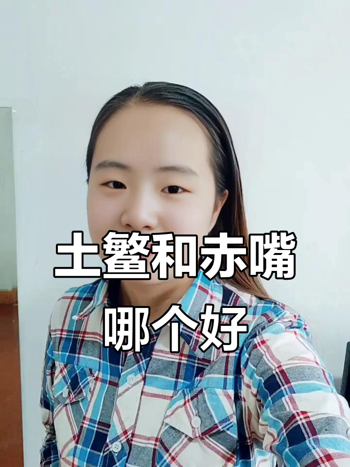 土鳘与赤嘴鱼胶区别大揭秘，哪种更适合你？