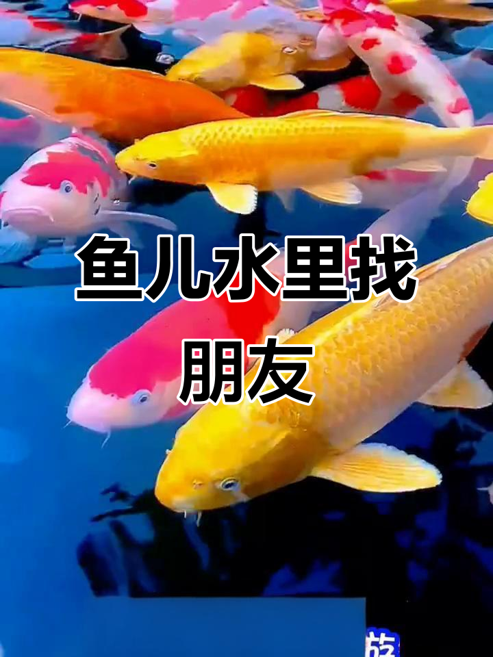 小鱼水中游,从孤单到欢乐的转变