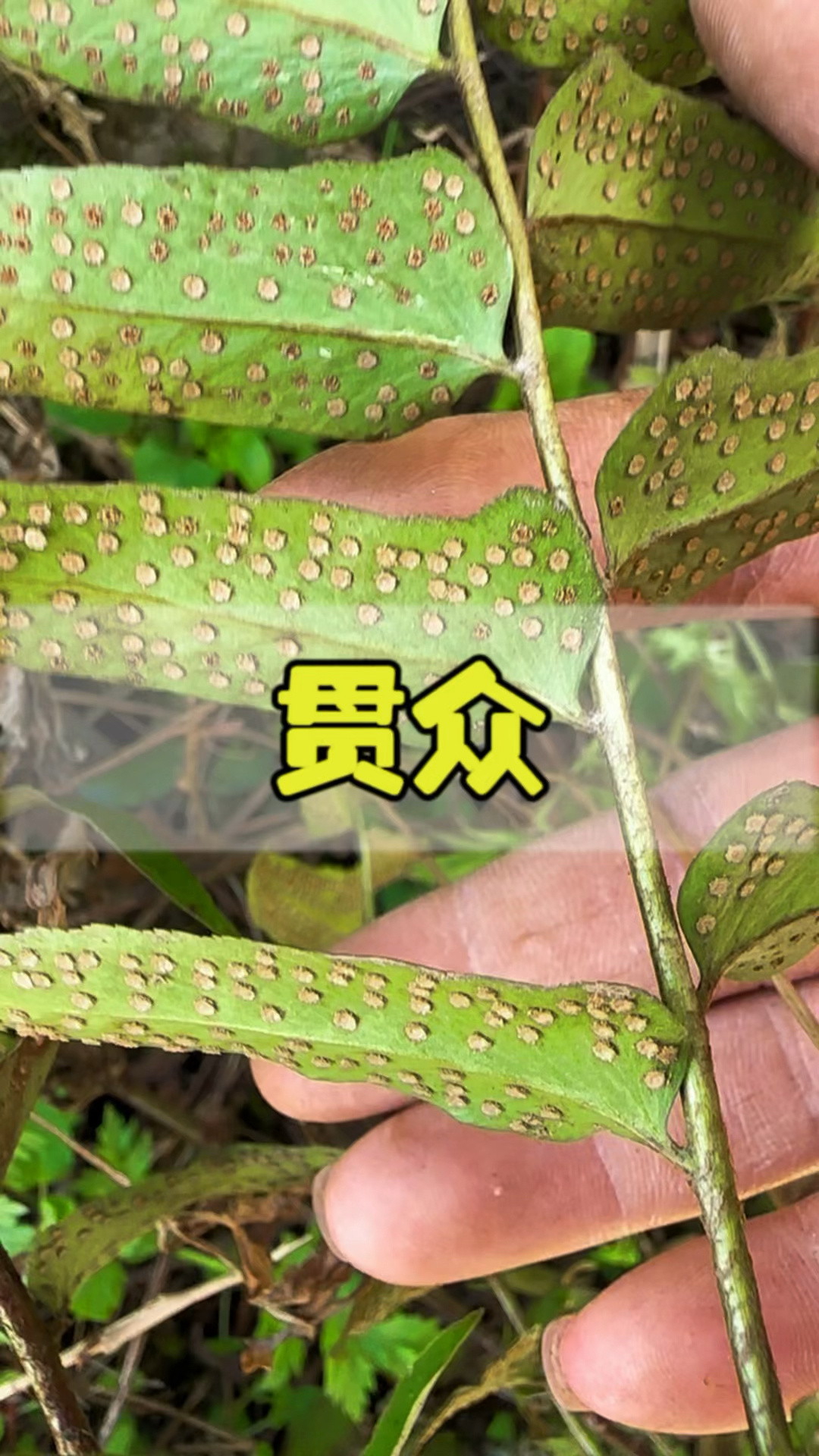 贯众,别名野鸡膀子,你们那里有吗?