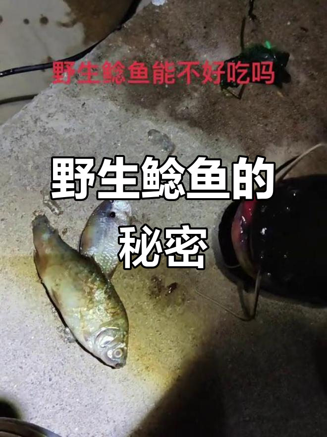 野生鲶鱼与养殖的巨大差异,吃进去的东西让人惊讶
