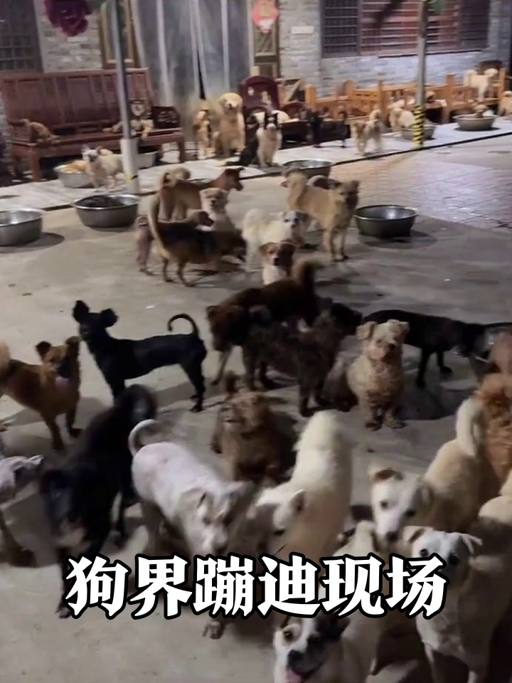 几十只流浪狗集体蹦迪,食盆摆成自助餐,网友:汪汪队开年会了!