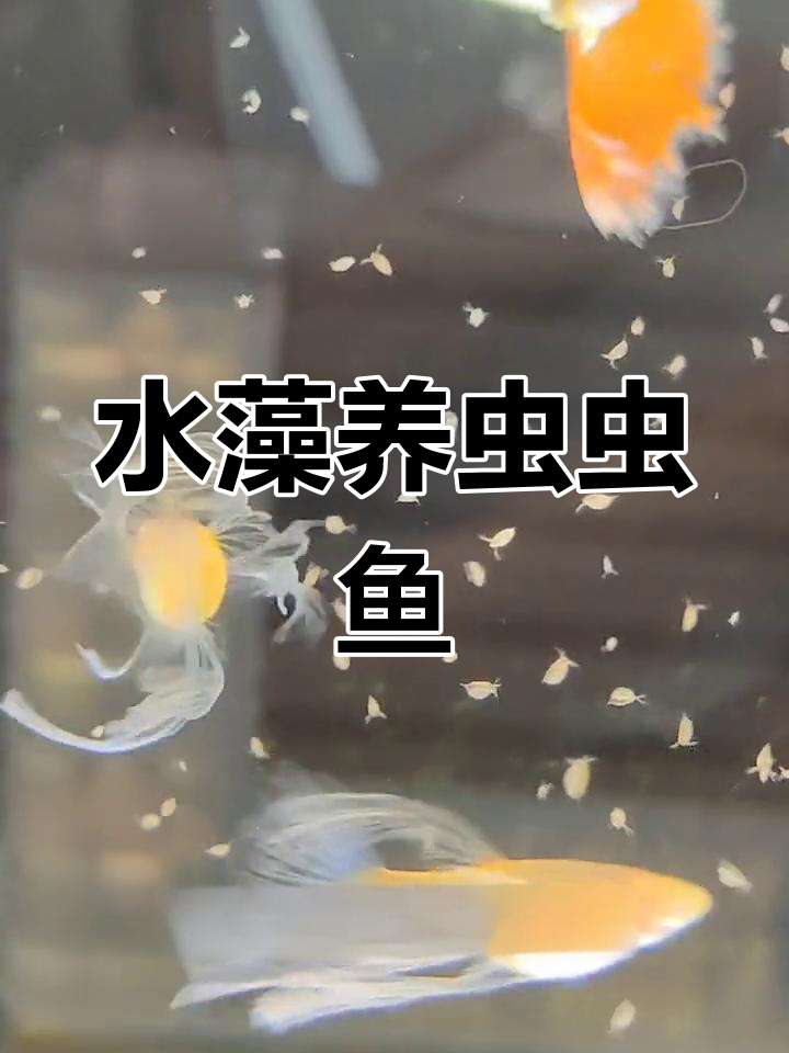 人工养殖虫虫鱼,水藻饲料轻松搞定