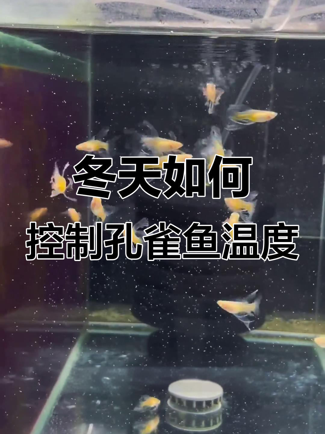 冬季养孔雀鱼,水温控制在23-27度最合适