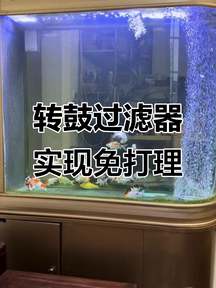 锦鲤鱼缸免打理,转鼓过滤让水质常保清新
