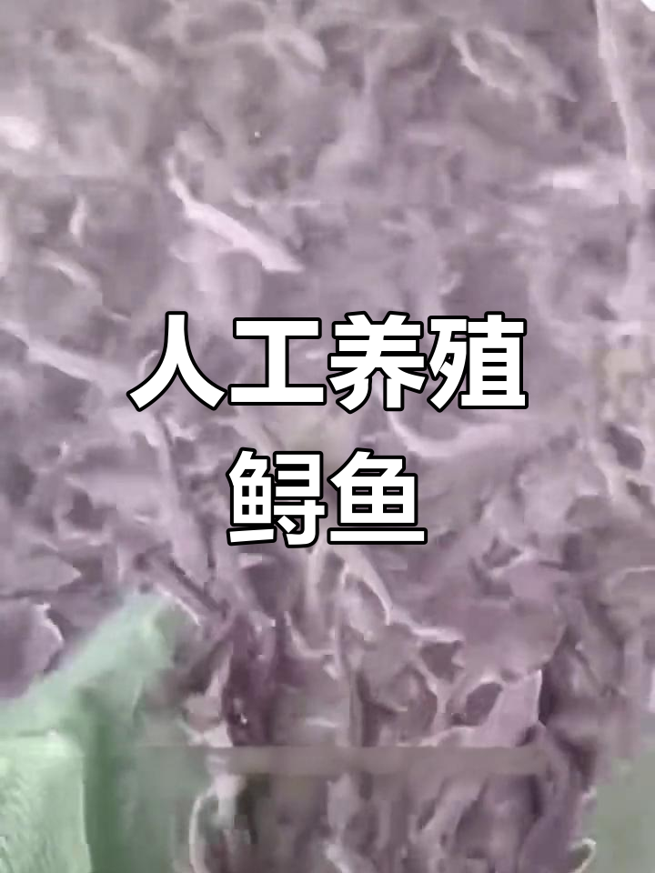 淡水鲟鱼养殖全攻略,食性分析与生长条件