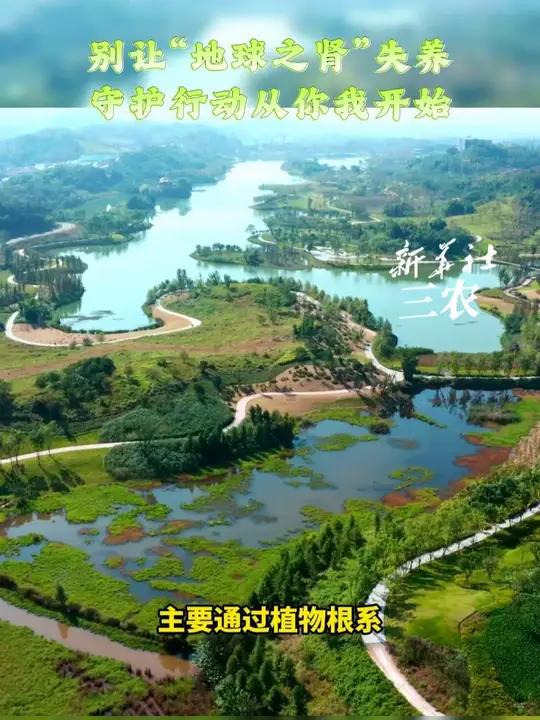 别让“地球之肾”失养，守护行动从你我开始。