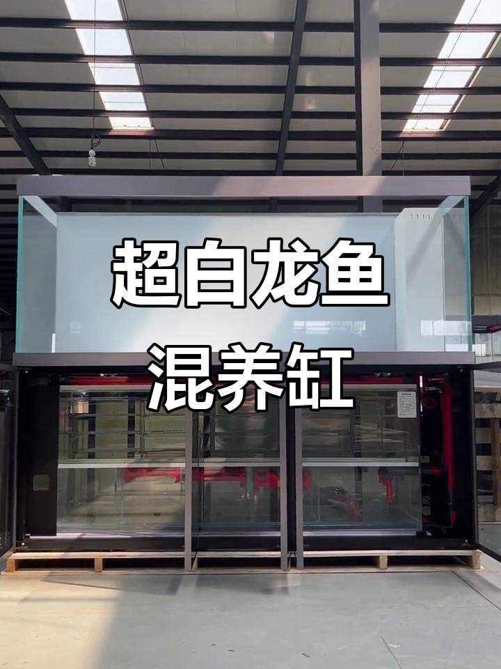 定制深灰龙鱼混养缸，超白玻璃与V8底滤完美搭配