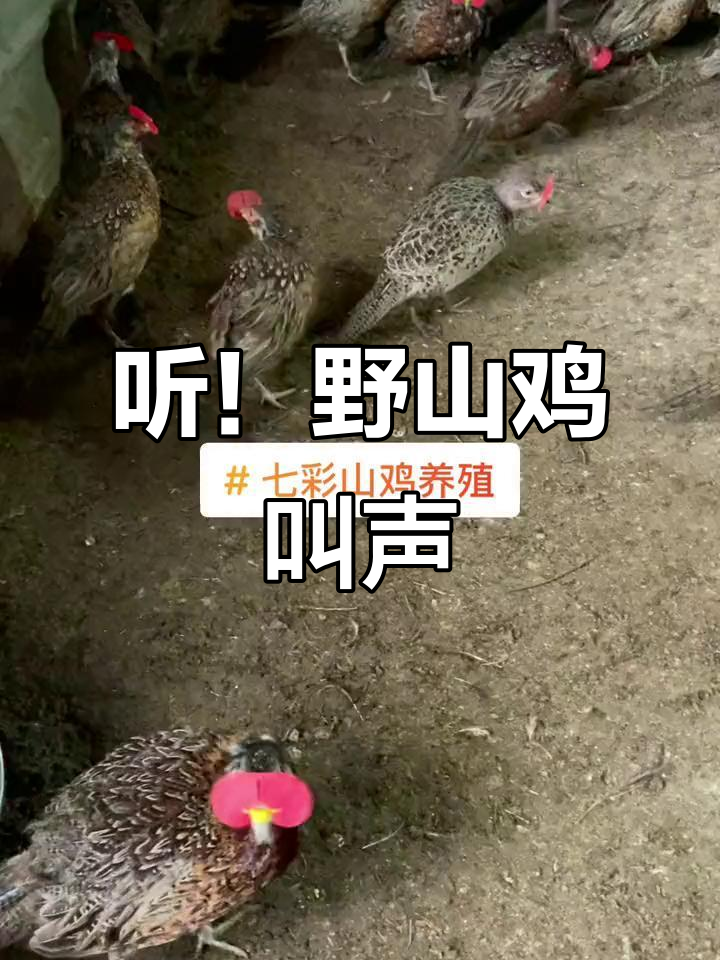 江西赣州野山鸡的清脆叫声,你听过吗?