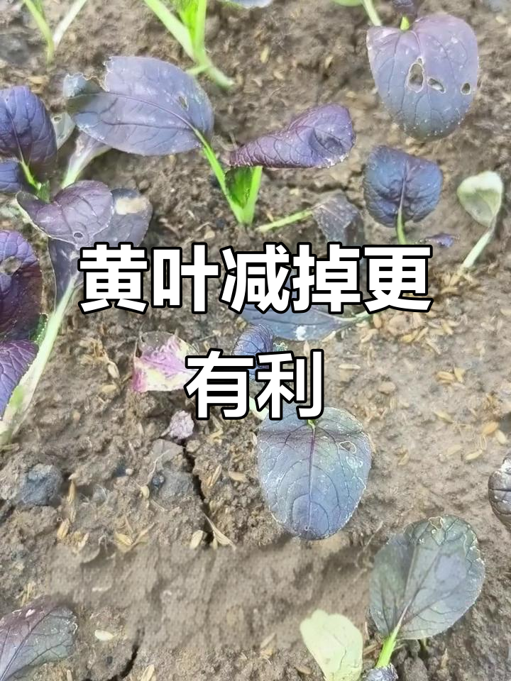 剪去黄叶,紫青菜更健康