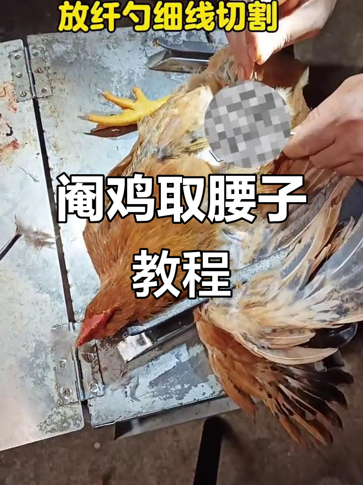 农村阉鸡技巧:轻松取出鸡腰子