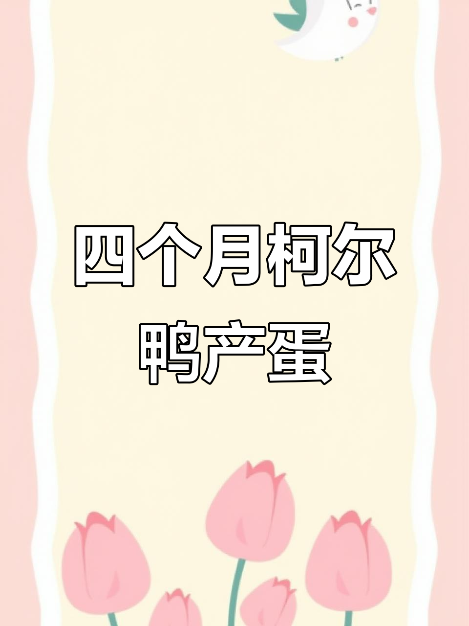 柯尔鸭四个月开始下蛋,高峰期三天两枚