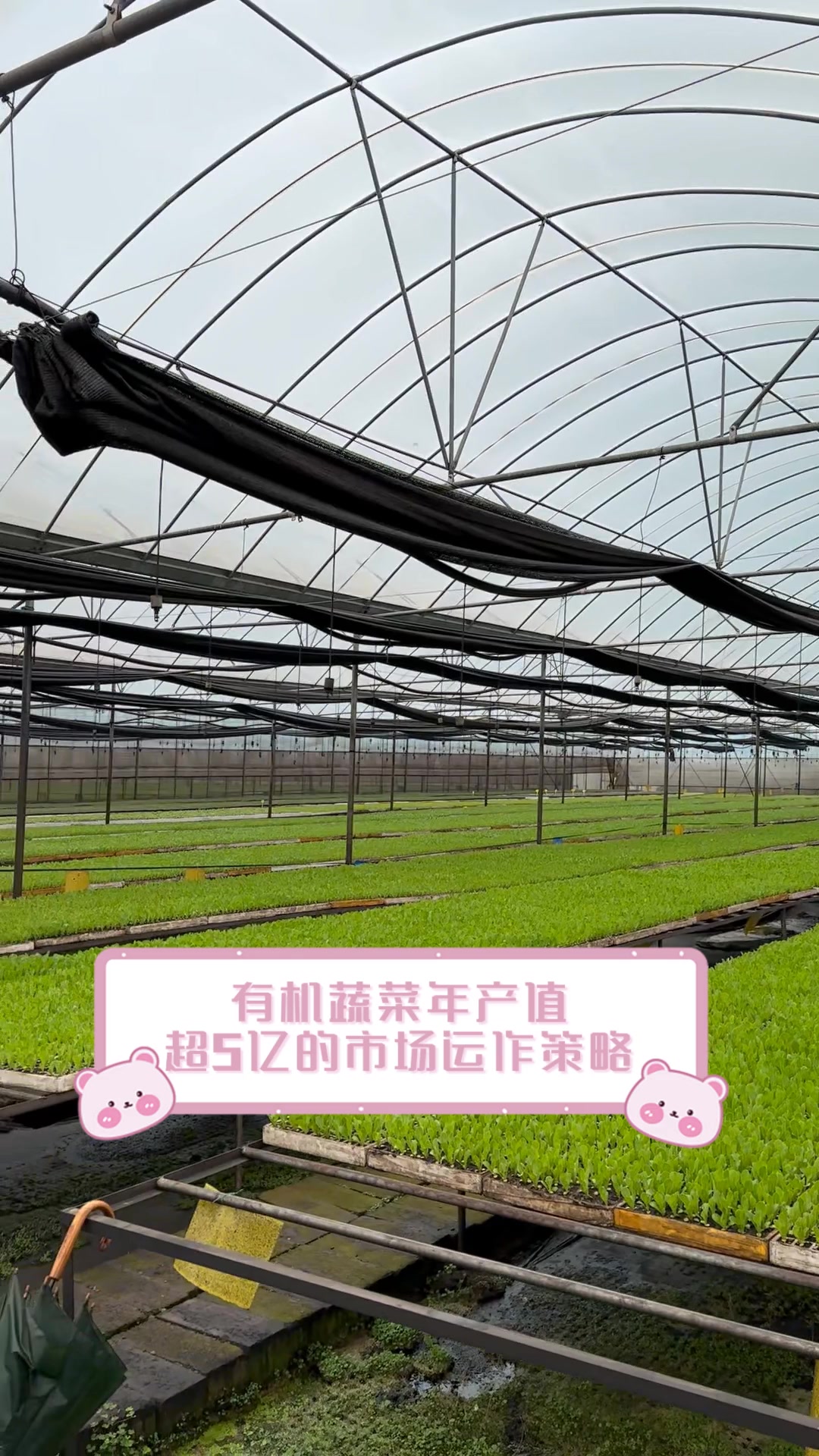 有机蔬菜年产值,超5亿的市场运作策略