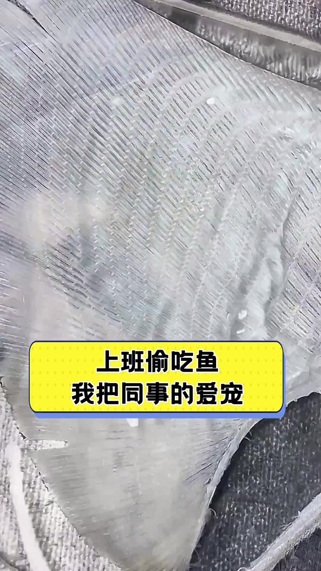 上班偷吃鱼,我把同事的爱宠