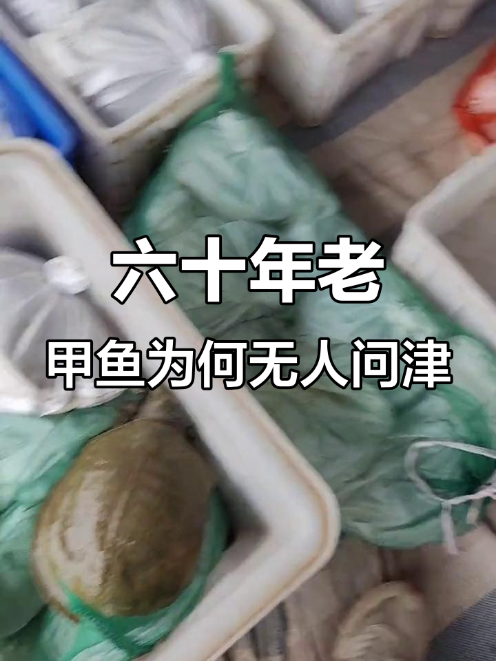 300斤甲鱼冷得不行,竟然没人要?问题出在哪了