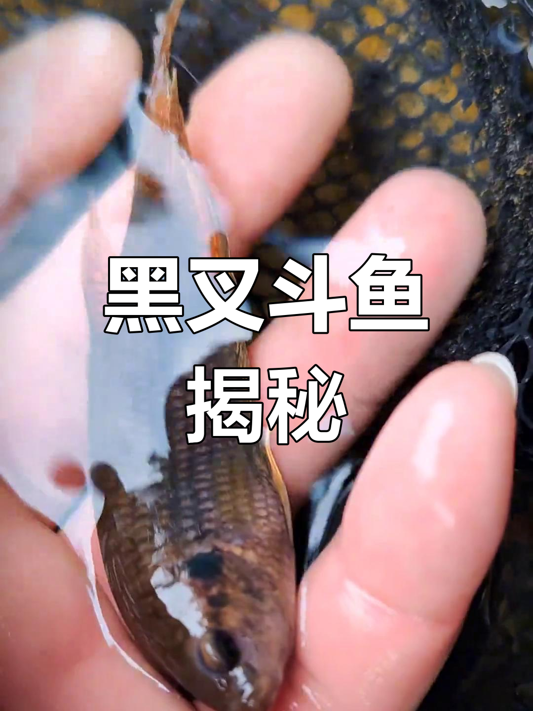 发现中国斗鱼中的战斗机,黑叉斗鱼的溪流秘密