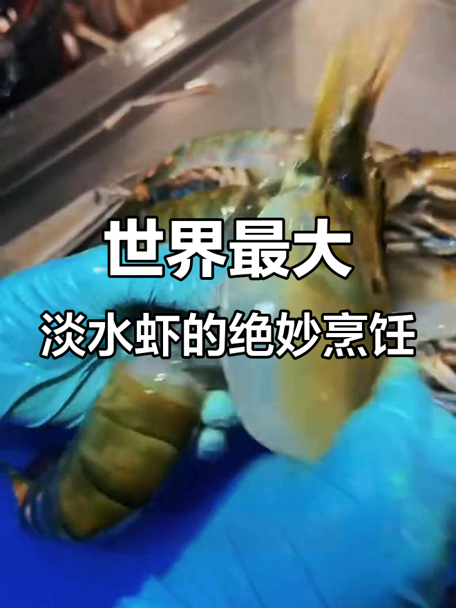 泰国巨型罗氏虾,油封大虾做法揭秘