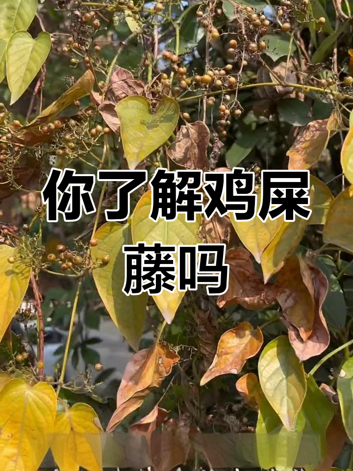鸡屎藤:农村常见却价值高的植物