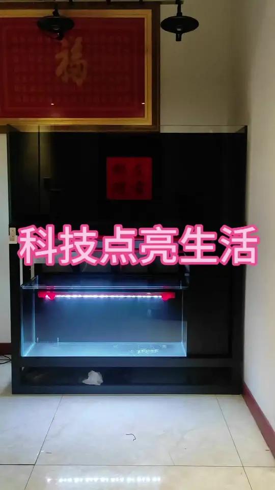 科技点亮生活 大家看看养点什么好呢 雷龙鱼 观赏鱼 黄金眼镜蛇雷龙 开缸 空气缸