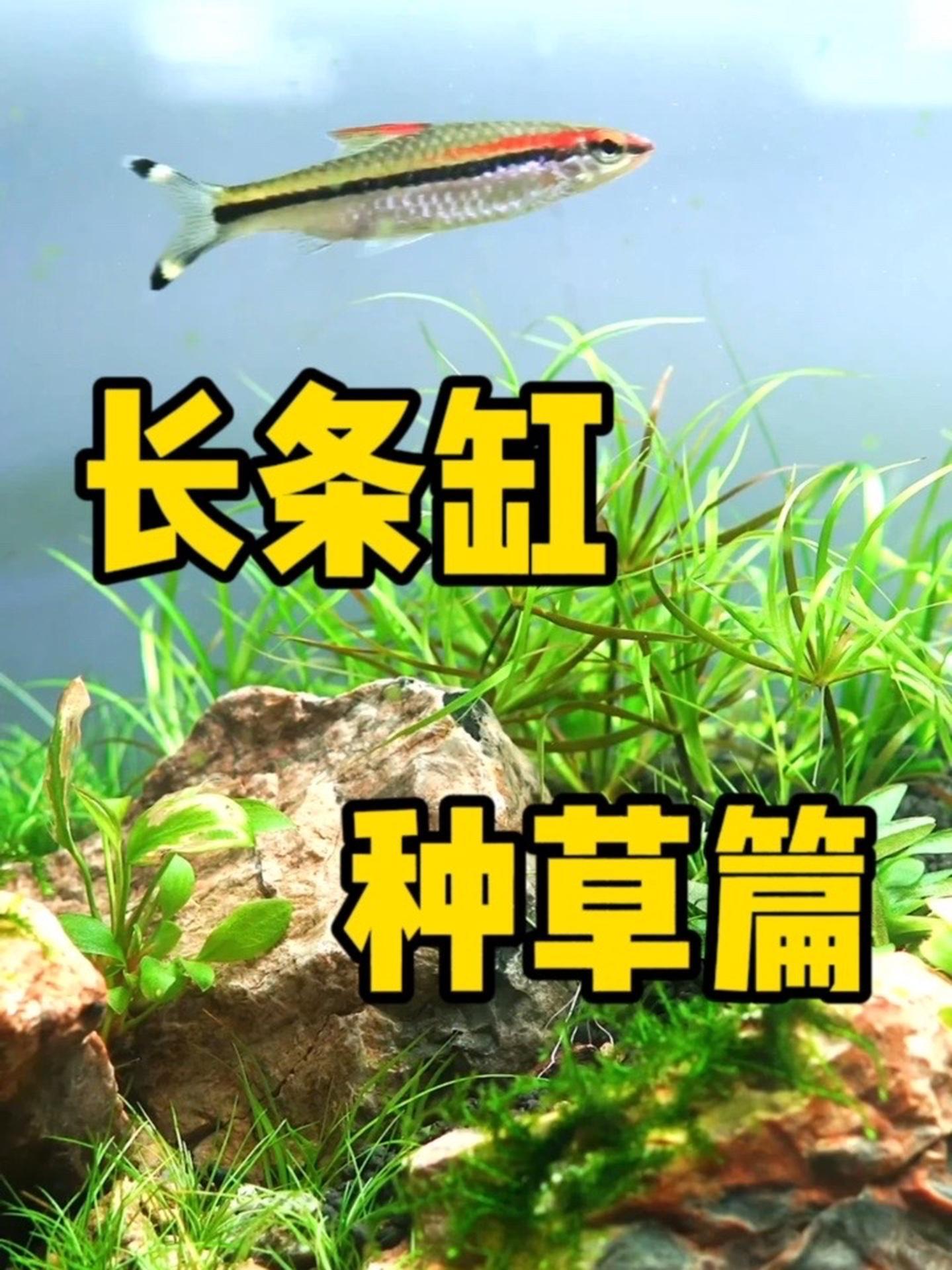 长条鱼缸翻缸记,第三集 种草篇!水草缸 水族 鱼缸里的大自然 造景 水草缸教程