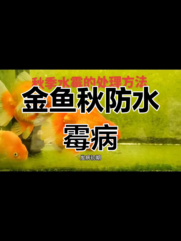 秋季金鱼水霉病防治技巧