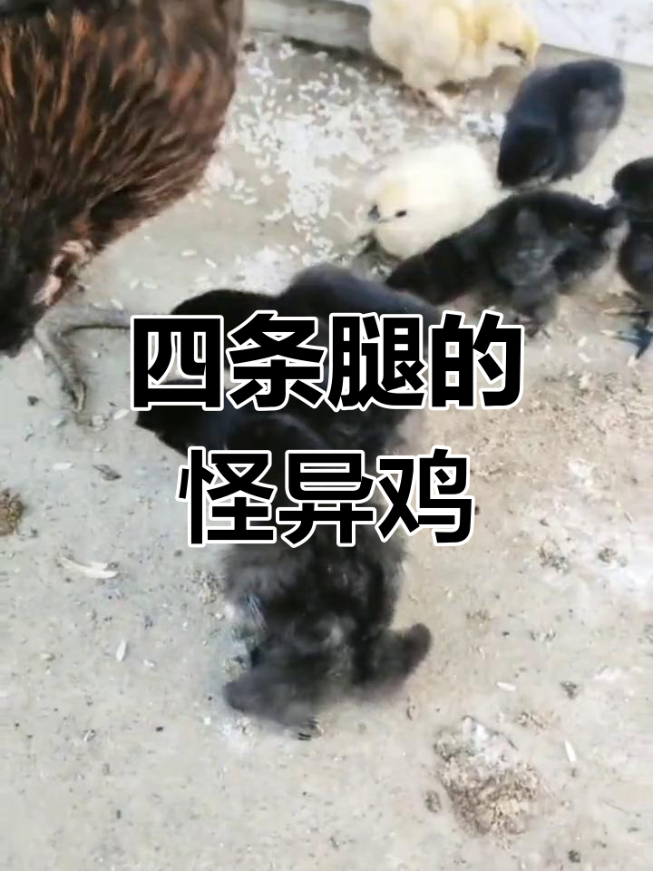 见过四条腿的鸡吗?这还是青蛙变的吗