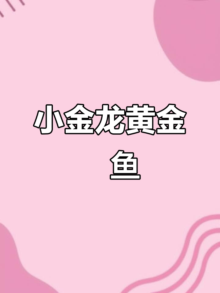 黄金鳉鱼:印度小金龙,跳跃捕食超惊艳