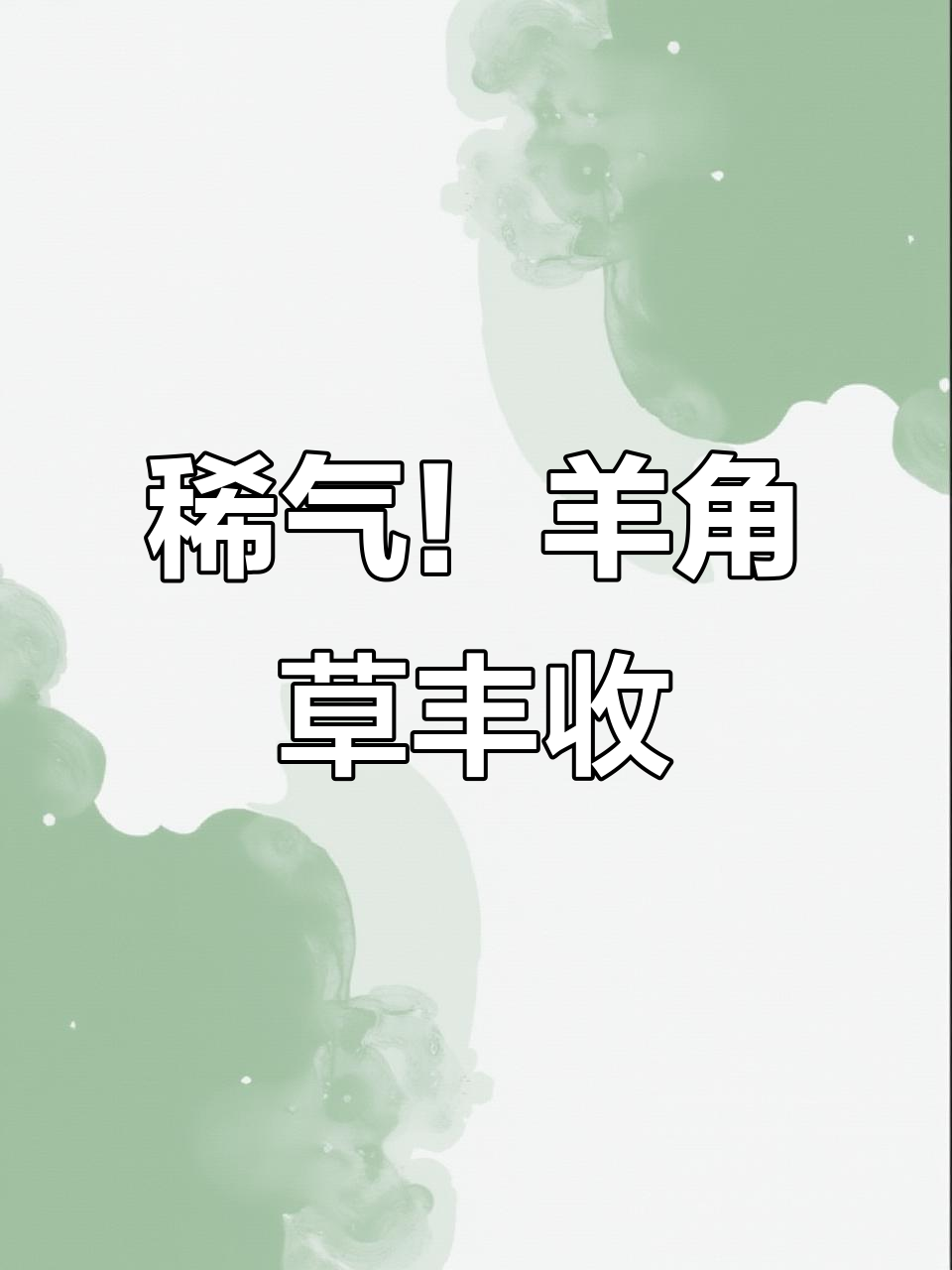 羊角草果实累累，渠边野生植物生机勃勃