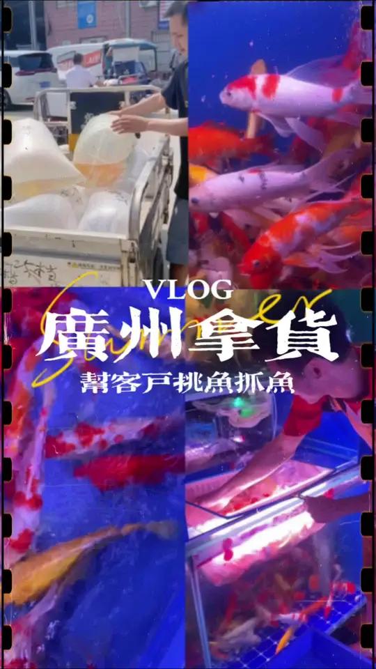 跟闺蜜一起去广州百艺城,帮客户一对一挑选锦鲤!55条鱼分成9大包,感谢批发档口忙个不停的小