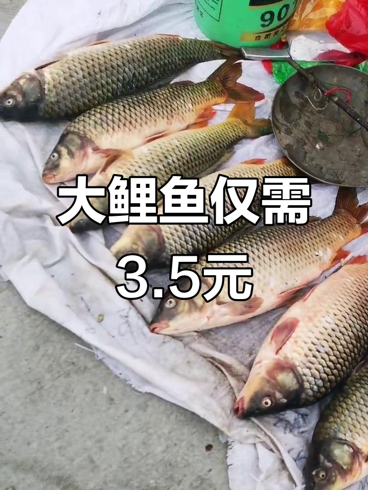 野生大鲤鱼3.5元一斤,超值美味不容错过