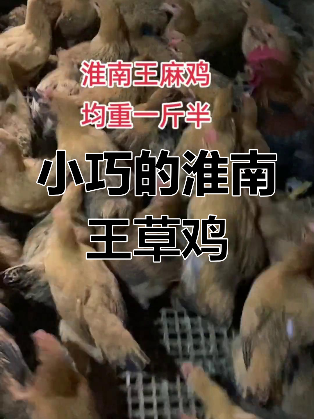 淮南王草鸡:成年仅3斤8两,却拥有森林之王的气质