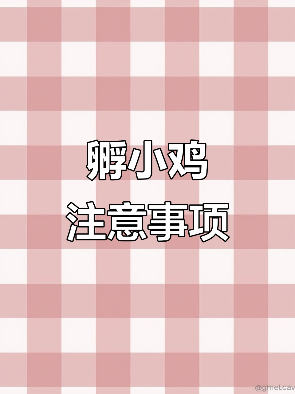 小鸡出壳前必知孵化技巧,喷水晾蛋有讲究
