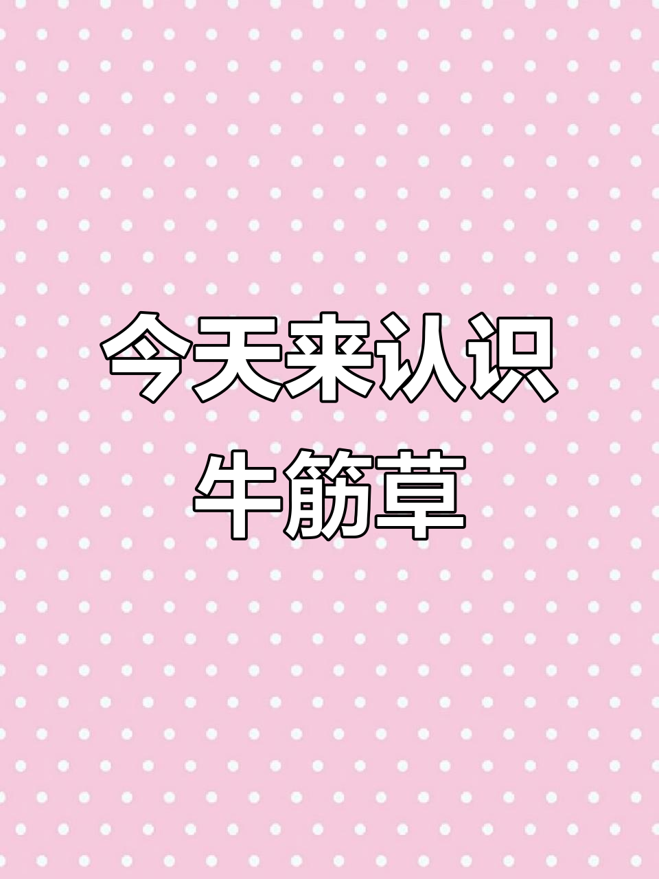 牛筋草:你了解它吗?