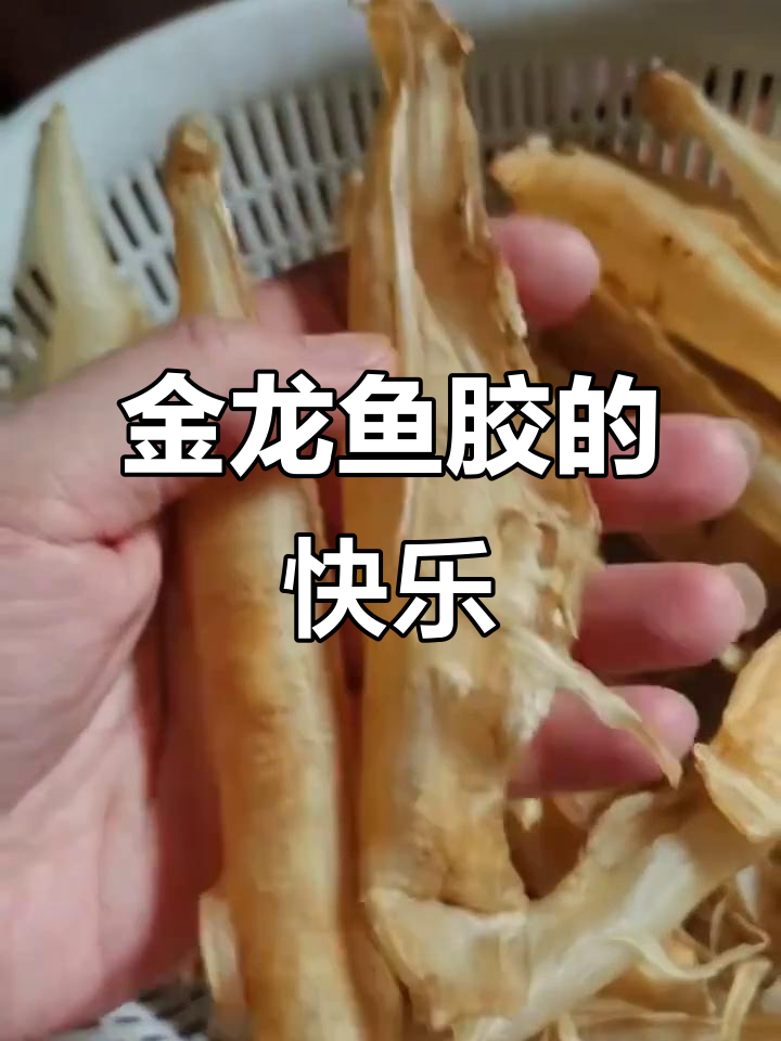 一斤金龙鱼胶,滋补快乐全体验