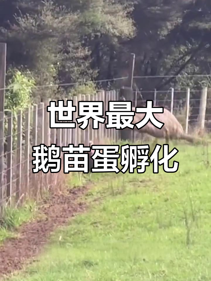 孵化世界第二大鸟，鹅苗蛋竟然这么大！