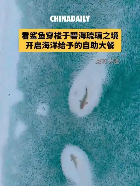 看鲨鱼穿梭于碧海琉璃之境，开启海洋给予的自助大餐