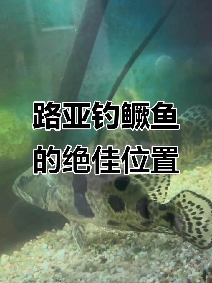 鳜鱼路亚钓点揭秘，夜晚捕食更活跃