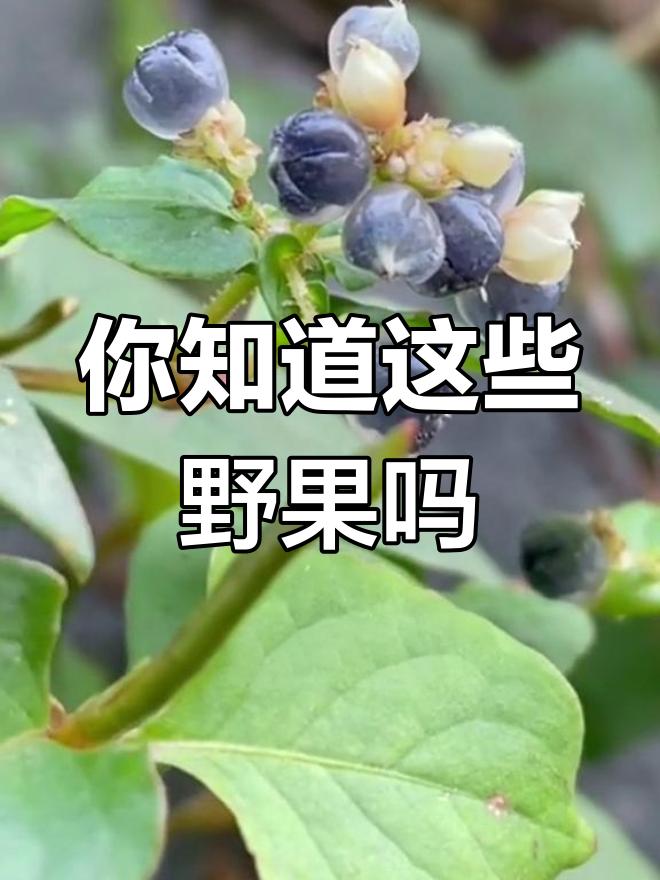 农村常见野果,你吃过几种?