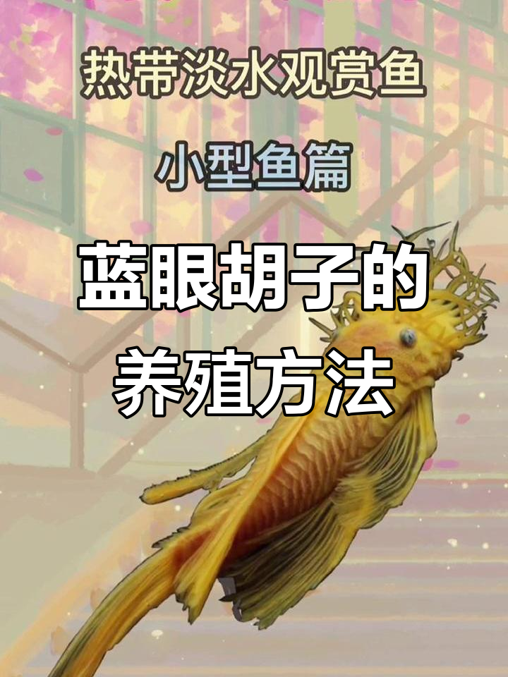 热带淡水观赏鱼:蓝眼胡子异形鱼的养护技巧
