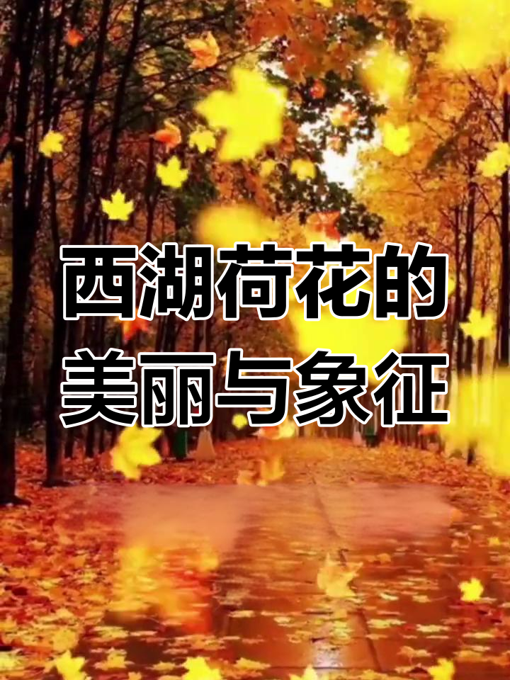 西湖荷花美景与鲤鱼寓意,带你感受清气顺遂的美好