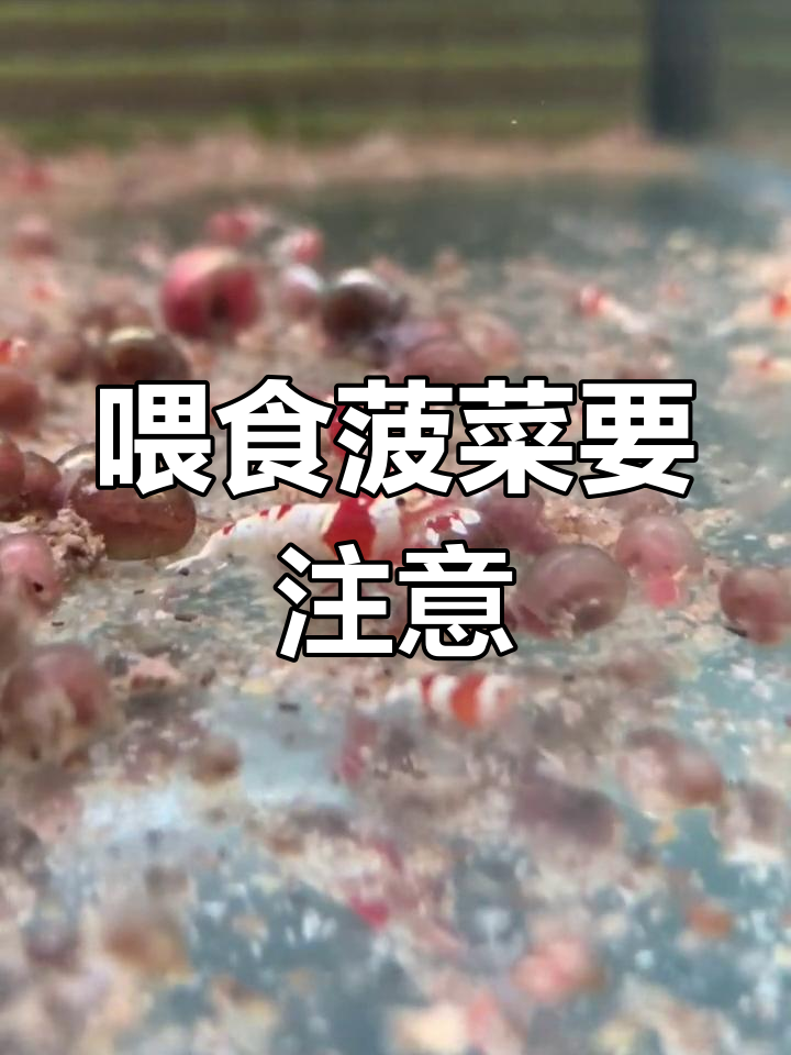 给水晶虾喂菠菜的三大注意事项,别犯这些错误