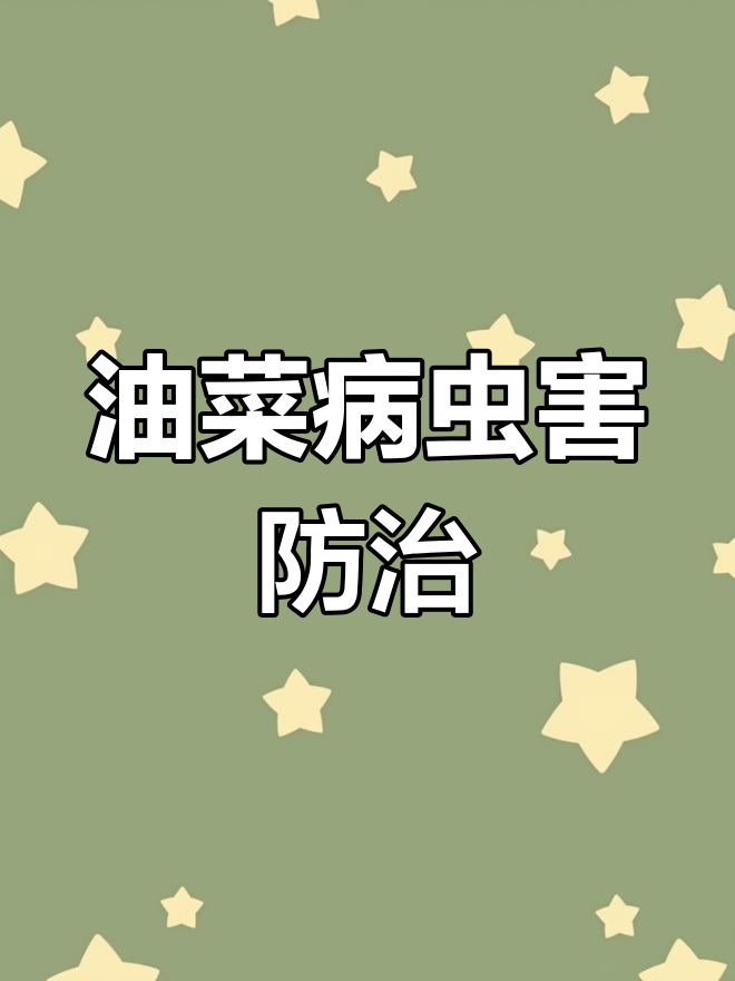 油菜种植常见问题及防治方法