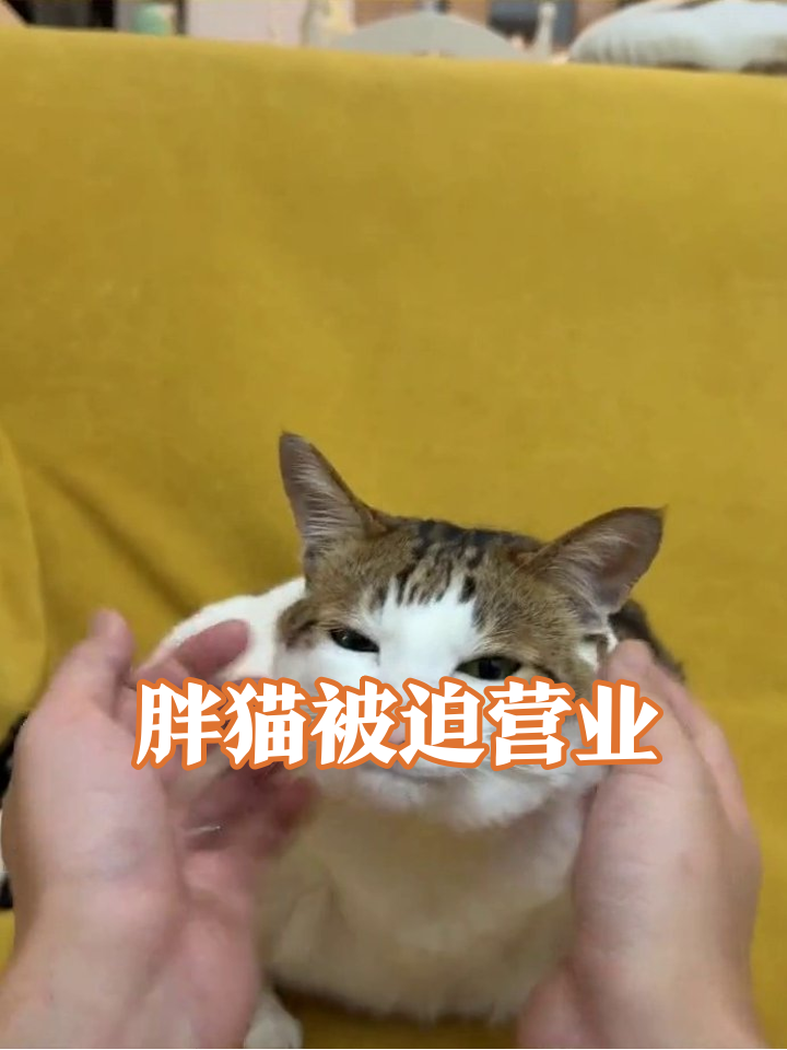 猫咪被捏脸秒变发面馒头，肚腩赘肉抢镜表情生无可恋
